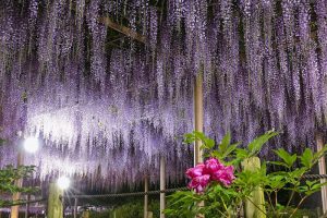 曼陀羅寺、藤、5月の夏の花、愛知県江南市の観光・撮影スポットの画像と写真