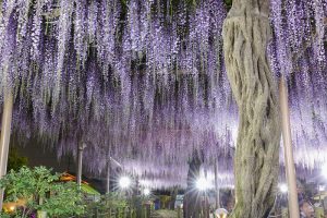 曼陀羅寺、藤、5月の夏の花、愛知県江南市の観光・撮影スポットの画像と写真