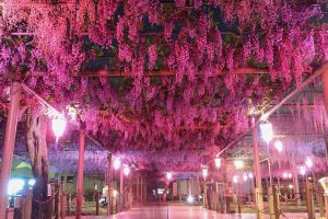 曼陀羅寺　藤　5月の夏の花　愛知県江南市の観光・撮影スポットの画像と写真