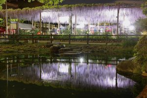 曼陀羅寺、藤、5月の夏の花、愛知県江南市の観光・撮影スポットの画像と写真