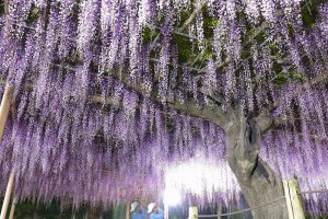 曼陀羅寺、藤、5月の夏の花、愛知県江南市の観光・撮影スポットの画像と写真