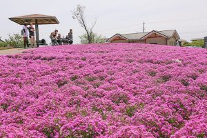 三つ又池公園　芝桜　4月の春の花　愛知県弥富市の観光・撮影スポットの画像と写真