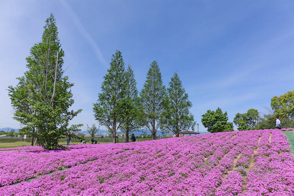 三つ又池公園　芝桜　4月の春の花　愛知県弥富市の観光・撮影スポットの画像と写真