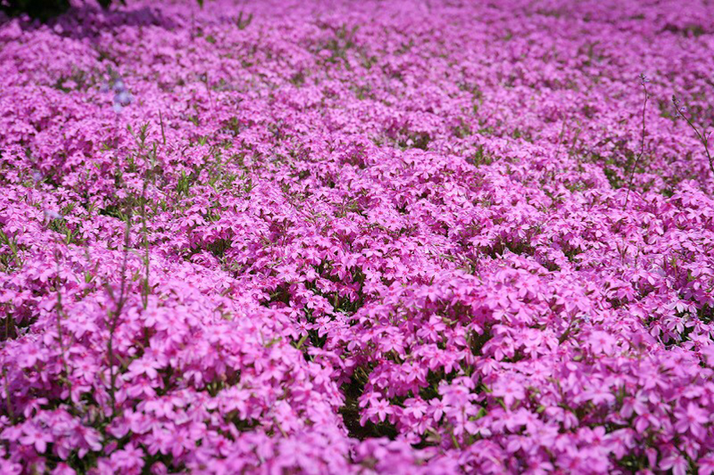 三つ又池公園　芝桜　4月の春の花　愛知県弥富市の観光・撮影スポットの画像と写真