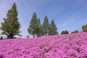 三つ又池公園　芝桜　4月の春の花　愛知県弥富市の観光・撮影スポットの画像と写真