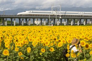 大垣ひまわり畑（大垣市平町）8月の夏の花　岐阜県大垣市の観光・撮影スポットの画像と写真
