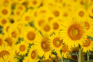 大垣ひまわり畑（大垣市平町）8月の夏の花　岐阜県大垣市の観光・撮影スポットの画像と写真
