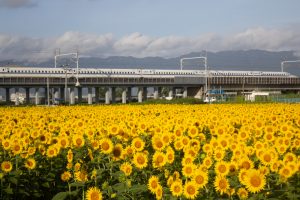大垣ひまわり畑（大垣市平町）8月の夏の花　岐阜県大垣市の観光・撮影スポットの画像と写真