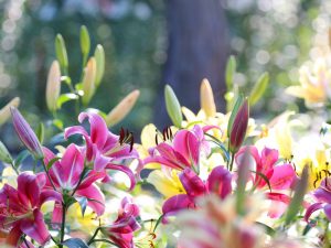 谷汲ゆり園、6月、夏の花、岐阜県岐阜県揖斐郡の観光・撮影スポットの画像と写真