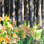 谷汲ゆり園、6月、夏の花、岐阜県岐阜県揖斐郡の観光・撮影スポットの画像と写真