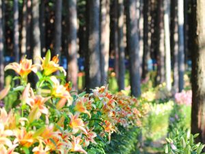 谷汲ゆり園、6月、夏の花、岐阜県岐阜県揖斐郡の観光・撮影スポットの画像と写真