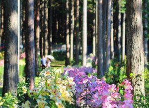谷汲ゆり園、6月、夏の花、岐阜県岐阜県揖斐郡の観光・撮影スポットの画像と写真