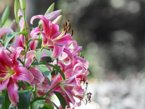 谷汲ゆり園、6月、夏の花、岐阜県岐阜県揖斐郡の観光・撮影スポットの画像と写真
