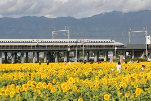 大垣ひまわり畑（大垣市平町）8月の夏の花　岐阜県大垣市の観光・撮影スポットの画像と写真