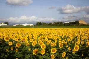 大垣ひまわり畑（大垣市平町）8月の夏の花　岐阜県大垣市の観光・撮影スポットの画像と写真