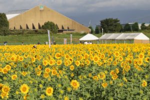 大垣ひまわり畑（大垣市平町）8月の夏の花　岐阜県大垣市の観光・撮影スポットの画像と写真