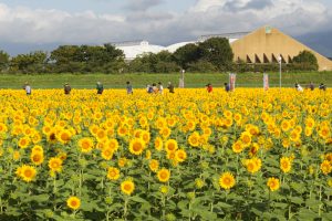 大垣ひまわり畑（大垣市平町）8月の夏の花　岐阜県大垣市の観光・撮影スポットの画像と写真