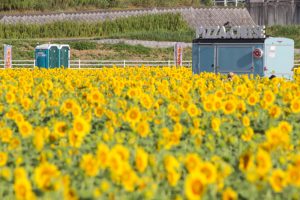 大垣ひまわり畑（大垣市平町）8月の夏の花　岐阜県大垣市の観光・撮影スポットの画像と写真