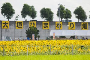 大垣ひまわり畑（大垣市平町）8月の夏の花　岐阜県大垣市の観光・撮影スポットの画像と写真