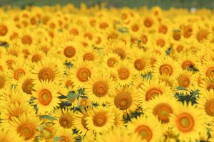 大垣ひまわり畑（大垣市平町）8月の夏の花　岐阜県大垣市の観光・撮影スポットの画像と写真