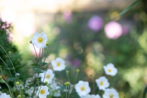 名城公園、フラワープラザ、10月の秋の花、名古屋市北区の観光・撮影スポットの画像と写真