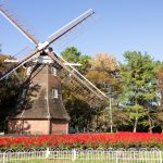 名城公園、オランダ風車、フラワープラザ、10月の秋の花、名古屋市北区の観光・撮影スポットの画像と写真
