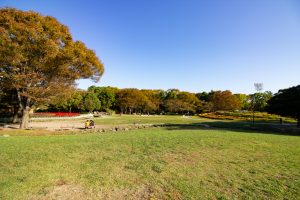 名城公園、フラワープラザ、10月の秋の花、名古屋市北区の観光・撮影スポットの画像と写真