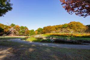 名城公園、フラワープラザ、10月の秋の花、名古屋市北区の観光・撮影スポットの画像と写真