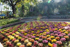 名城公園、フラワープラザ、10月の秋の花、名古屋市北区の観光・撮影スポットの画像と写真