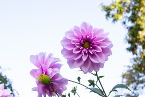 名城公園、フラワープラザ、10月の秋の花、名古屋市北区の観光・撮影スポットの画像と写真