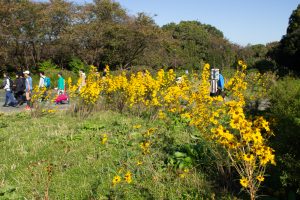 庄内緑地公園、コスモス、10月の秋の花、名古屋市西区の観光・撮影スポットの画像と写真