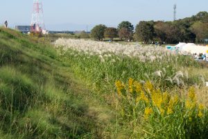 庄内緑地公園、ススキ、コスモス、10月の秋の花、名古屋市西区の観光・撮影スポットの画像と写真