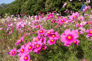 庄内緑地公園、コスモス、10月の秋の花、名古屋市西区の観光・撮影スポットの画像と写真