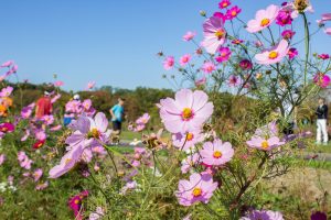 庄内緑地公園、コスモス、10月の秋の花、名古屋市西区の観光・撮影スポットの画像と写真