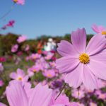 庄内緑地公園、コスモス、10月の秋の花、名古屋市西区の観光・撮影スポットの画像と写真