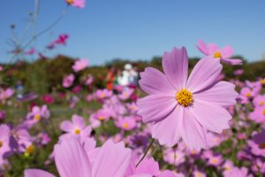 庄内緑地公園、コスモス、10月の秋の花、名古屋市西区の観光・撮影スポットの画像と写真