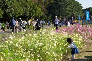 庄内緑地公園、コスモス、10月の秋の花、名古屋市西区の観光・撮影スポットの画像と写真