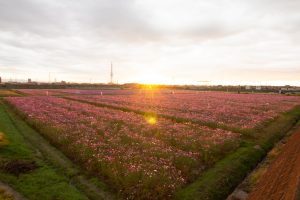刈谷市のコスモス畑、10月の秋の花、愛知県刈谷市の観光・撮影スポットの画像と写真