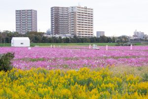 刈谷市のコスモス畑、10月の秋の花、愛知県刈谷市の観光・撮影スポットの画像と写真