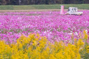 刈谷市のコスモス畑、10月の秋の花、愛知県刈谷市の観光・撮影スポットの画像と写真
