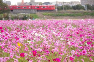 刈谷市のコスモス畑、名鉄電車、10月の秋の花、愛知県刈谷市の観光・撮影スポットの画像と写真