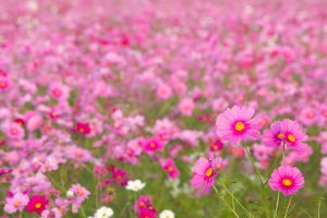 刈谷市のコスモス畑、10月の秋の花、愛知県刈谷市の観光・撮影スポットの画像と写真