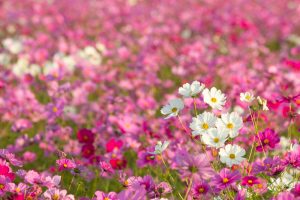 刈谷市のコスモス畑、10月の秋の花、愛知県刈谷市の観光・撮影スポットの画像と写真