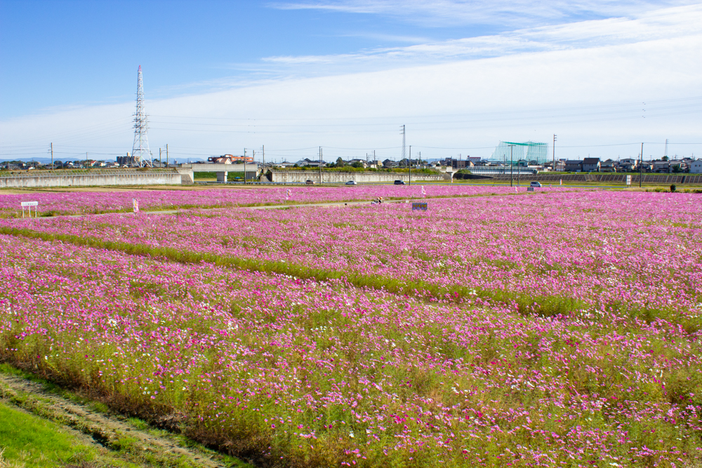 刈谷市のコスモス畑、10月の秋の花、愛知県刈谷市の観光・撮影スポットの画像と写真