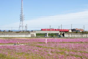 刈谷市のコスモス畑、名鉄電車、10月の秋の花、愛知県刈谷市の観光・撮影スポットの画像と写真