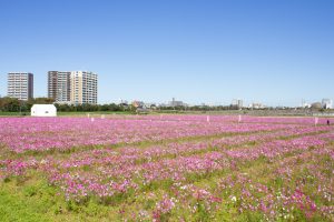 刈谷市のコスモス畑、10月の秋の花、愛知県刈谷市の観光・撮影スポットの画像と写真