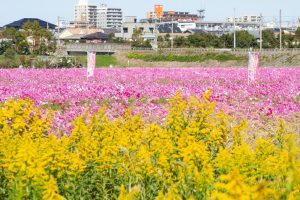 刈谷市のコスモス畑、10月の秋の花、愛知県刈谷市の観光・撮影スポットの画像と写真