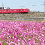 刈谷市のコスモス畑、名鉄電車、10月の秋の花、愛知県刈谷市の観光・撮影スポットの画像と写真
