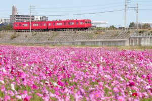 刈谷市のコスモス畑、名鉄電車、10月の秋の花、愛知県刈谷市の観光・撮影スポットの画像と写真