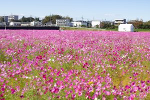 刈谷市のコスモス畑、10月の秋の花、愛知県刈谷市の観光・撮影スポットの画像と写真